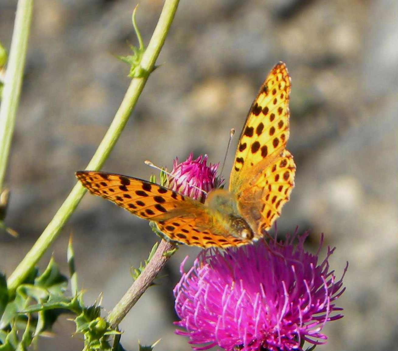 identificazione farfalla